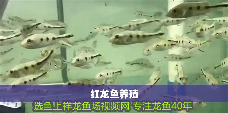 紅龍魚養(yǎng)殖