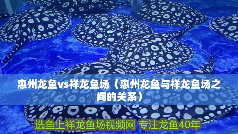 惠州龍魚vs祥龍魚場（惠州龍魚與祥龍魚場之間的關系）