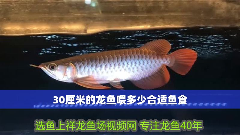30厘米的龍魚喂多少合適魚食