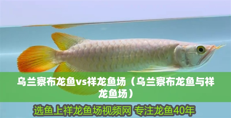 烏蘭察布龍魚vs祥龍魚場（烏蘭察布龍魚與祥龍魚場）