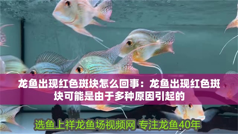 龍魚出現紅色斑塊怎么回事：龍魚出現紅色斑塊可能是由于多種原因引起的