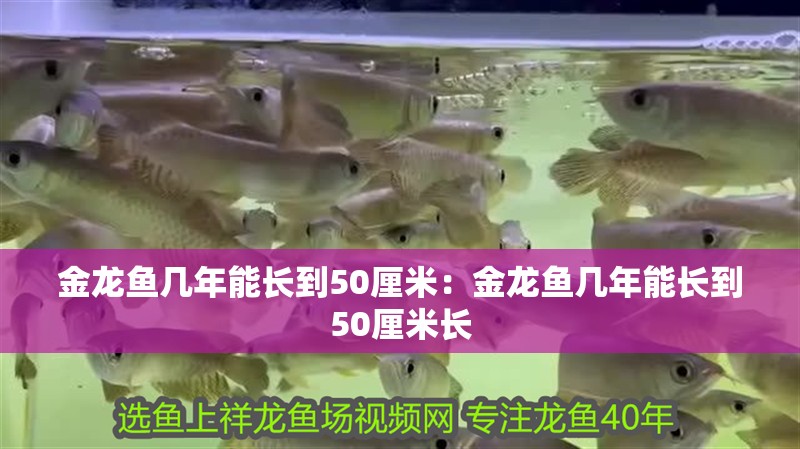 金龍魚幾年能長到50厘米：金龍魚幾年能長到50厘米長