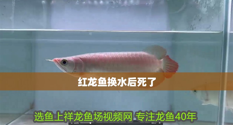 紅龍魚換水后死了