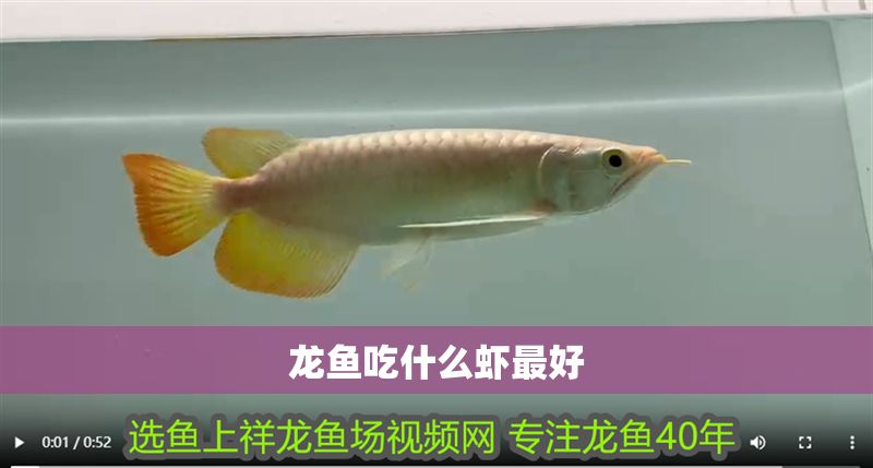 龍魚吃什么蝦最好