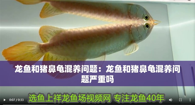 龍魚和豬鼻龜混養問題：龍魚和豬鼻龜混養問題嚴重嗎