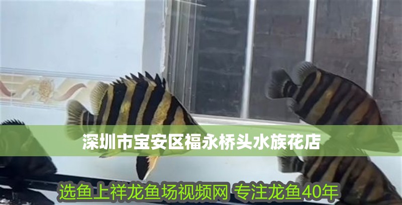 深圳市寶安區福永橋頭水族花店