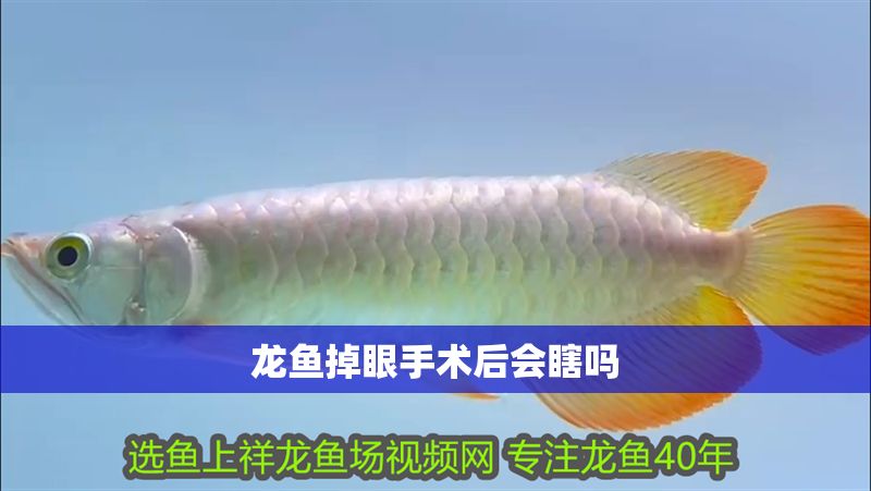龍魚掉眼手術后會瞎嗎