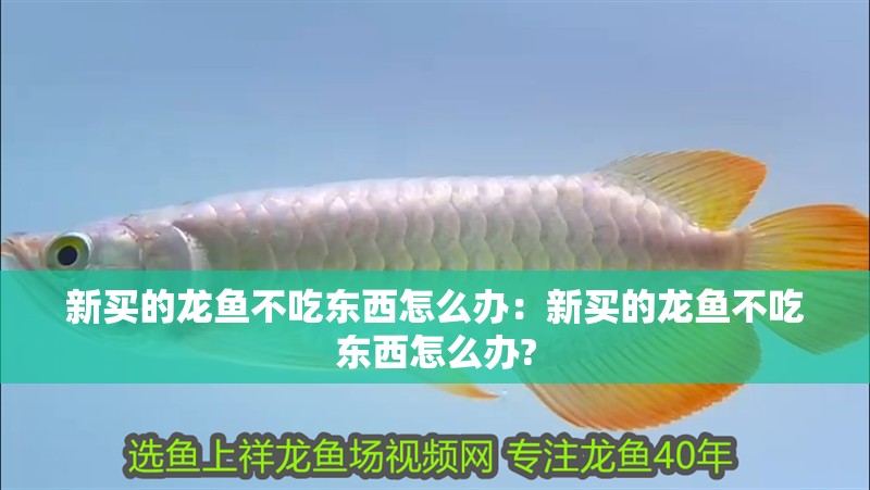 新買的龍魚不吃東西怎么辦：新買的龍魚不吃東西怎么辦?