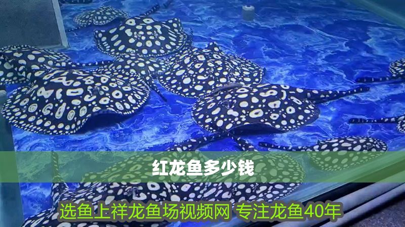 紅龍魚多少錢
