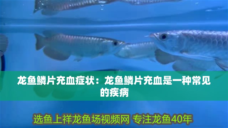 龍魚鱗片充血癥狀：龍魚鱗片充血是一種常見的疾病