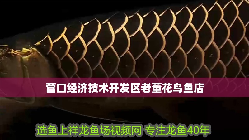 營口經濟技術開發(fā)區(qū)老董花鳥魚店