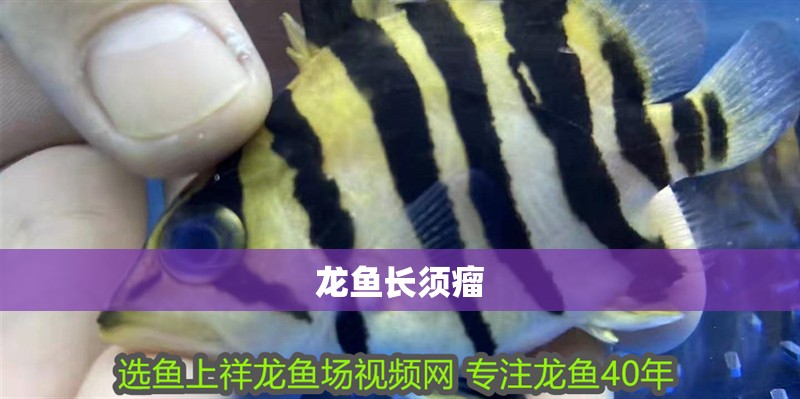 龍魚長須瘤