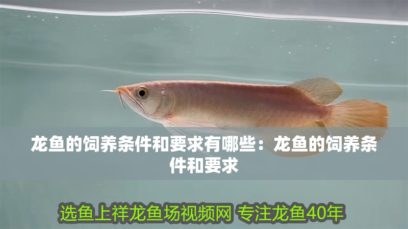 龍魚的飼養條件和要求有哪些：龍魚的飼養條件和要求