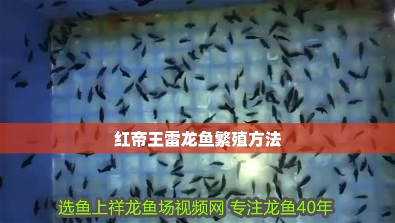 紅帝王雷龍魚繁殖方法
