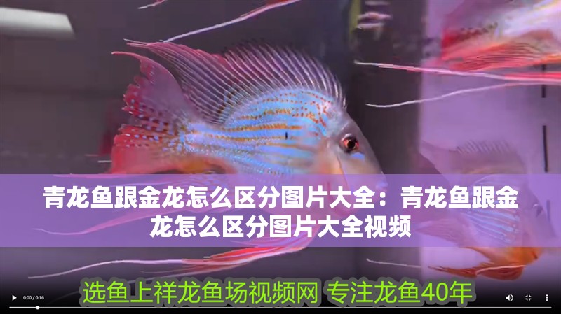 青龍魚跟金龍?jiān)趺磪^(qū)分圖片大全：青龍魚跟金龍?jiān)趺磪^(qū)分圖片大全視頻