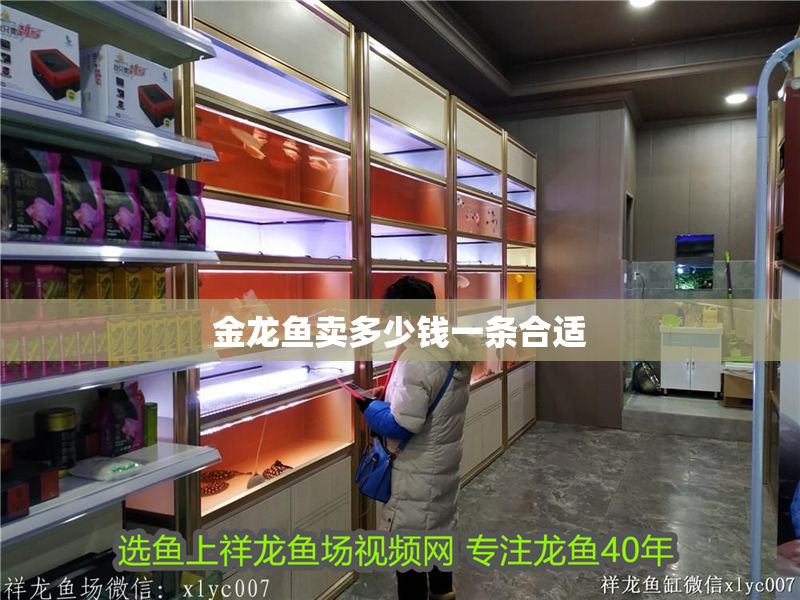 金龍魚賣多少錢一條合適