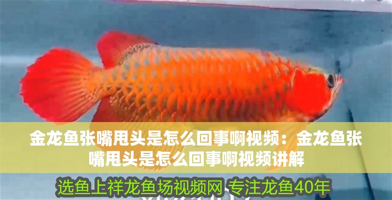 金龍魚張嘴甩頭是怎么回事啊視頻：金龍魚張嘴甩頭是怎么回事啊視頻講解