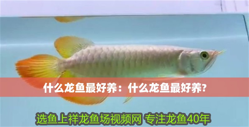 什么龍魚最好養：什么龍魚最好養?