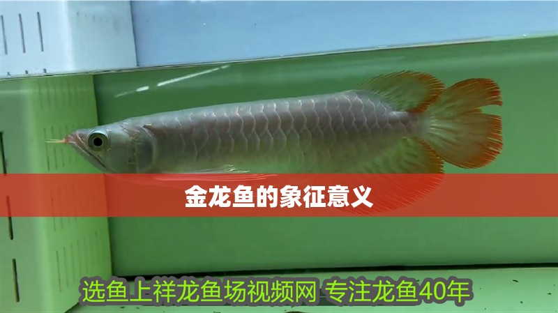 金龍魚的象征意義