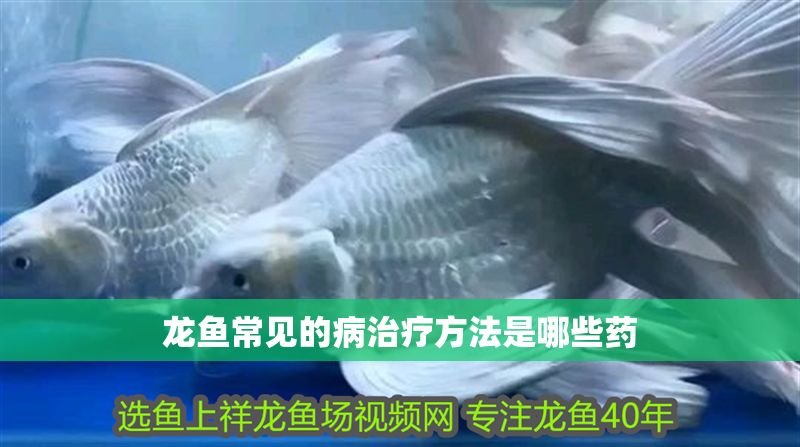 龍魚常見的病治療方法是哪些藥
