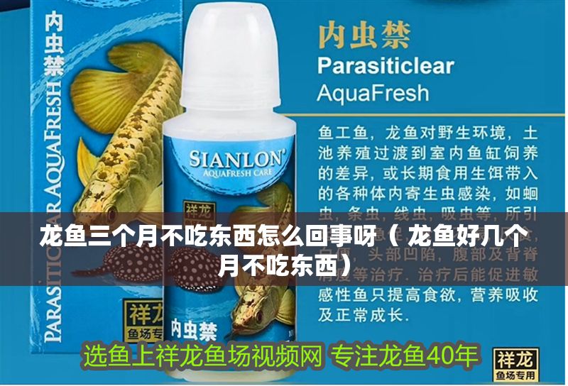 龍魚三個月不吃東西怎么回事呀（ 龍魚好幾個月不吃東西）