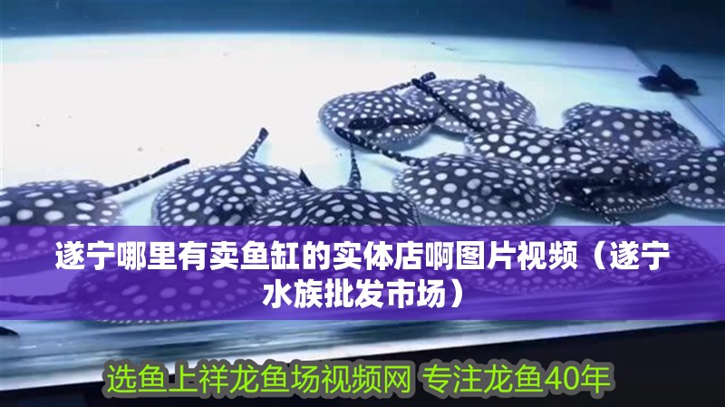 遂寧哪里有賣魚缸的實體店啊圖片視頻（遂寧水族批發市場）