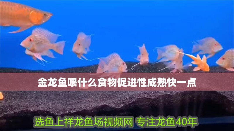 金龍魚喂什么食物促進性成熟快一點