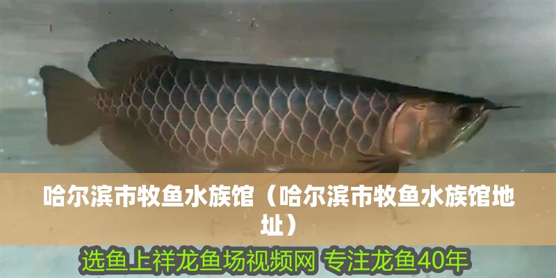 哈爾濱市牧魚水族館（哈爾濱市牧魚水族館地址）