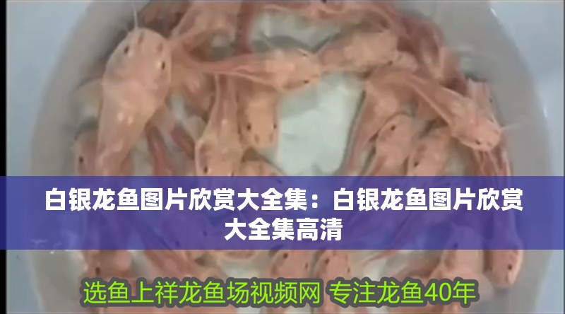 白銀龍魚圖片欣賞大全集:白銀龍魚圖片欣賞大全集高清 水族問答 白銀龍魚圖片欣賞大全集:白銀龍魚圖片欣賞大全集高清 白銀龍魚圖片欣賞大全集:白銀龍魚圖片欣賞大全集高清 水族問答