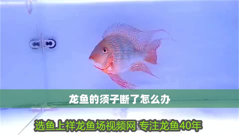 龍魚的須子斷了怎么辦