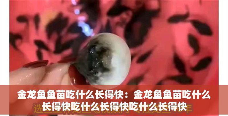 金龍魚魚苗吃什么長得快：金龍魚魚苗吃什么長得快吃什么長得快吃什么長得快
