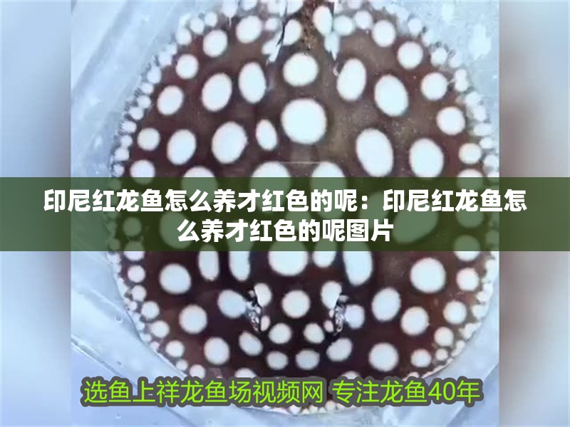印尼紅龍魚怎么養才紅色的呢：印尼紅龍魚怎么養才紅色的呢圖片