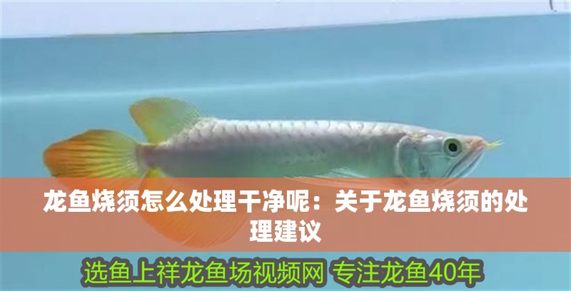 龍魚燒須怎么處理干凈呢：關(guān)于龍魚燒須的處理建議