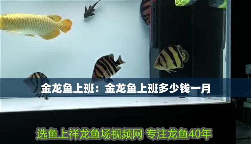 金龍魚上班：金龍魚上班多少錢一月