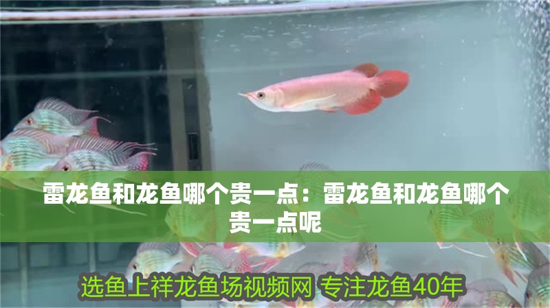 雷龍魚(yú)和龍魚(yú)哪個(gè)貴一點(diǎn)：雷龍魚(yú)和龍魚(yú)哪個(gè)貴一點(diǎn)呢 雷龍魚(yú)和龍魚(yú)哪個(gè)貴一點(diǎn)：雷龍魚(yú)和龍魚(yú)哪個(gè)貴一點(diǎn)呢 水族問(wèn)答