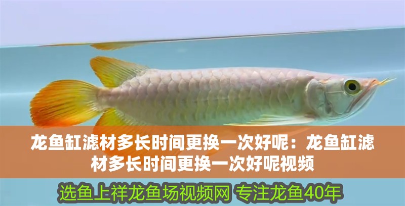 龍魚缸濾材多長時間更換一次好呢：龍魚缸濾材多長時間更換一次好呢視頻