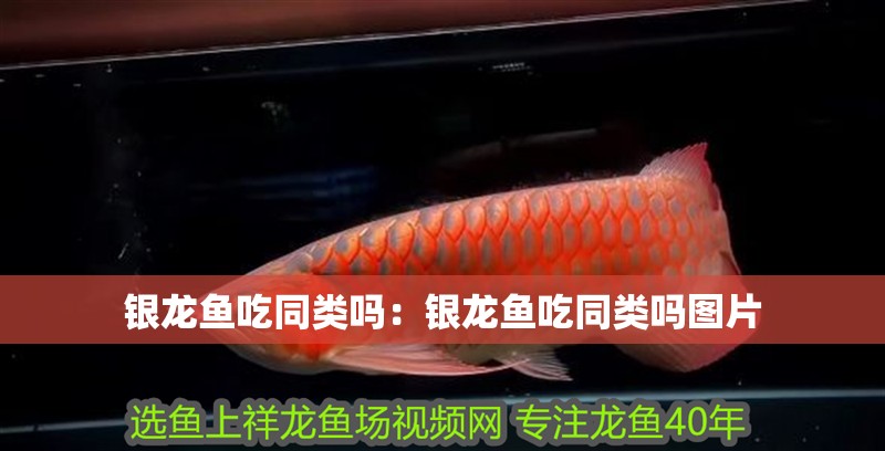 銀龍魚吃同類嗎：銀龍魚吃同類嗎圖片