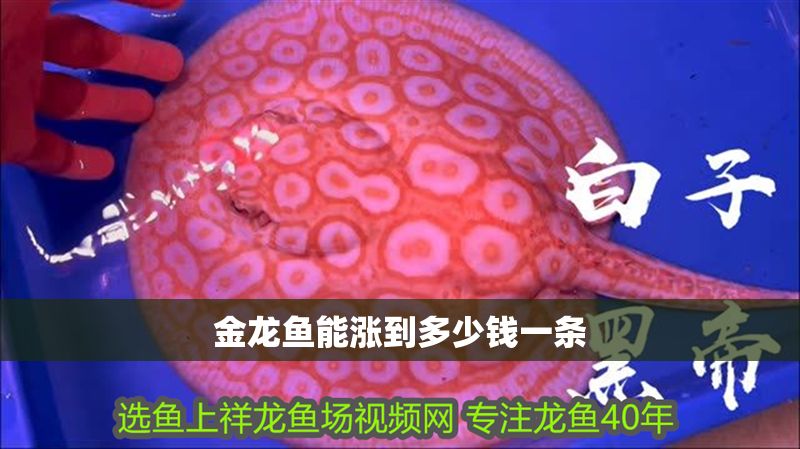 金龍魚能漲到多少錢一條
