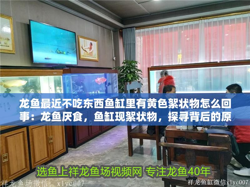 龍魚最近不吃東西魚缸里有黃色絮狀物怎么回事：龍魚厭食，魚缸現絮狀物，探尋背后的原因與解決之道