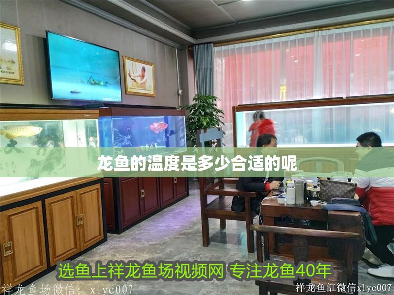 龍魚的溫度是多少合適的呢