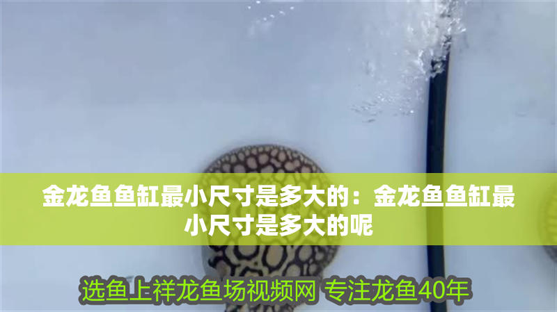 金龍魚魚缸最小尺寸是多大的：金龍魚魚缸最小尺寸是多大的呢