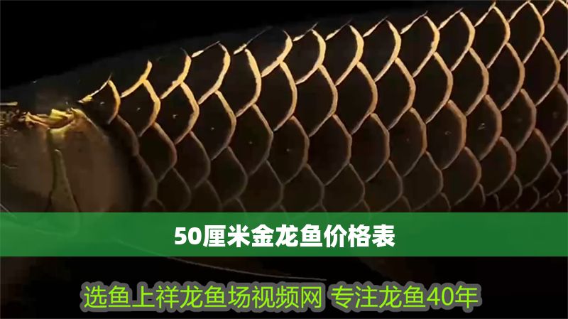 50厘米金龍魚價格表