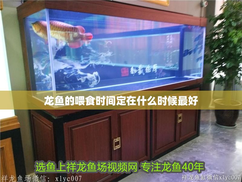 龍魚的喂食時間定在什么時候最好