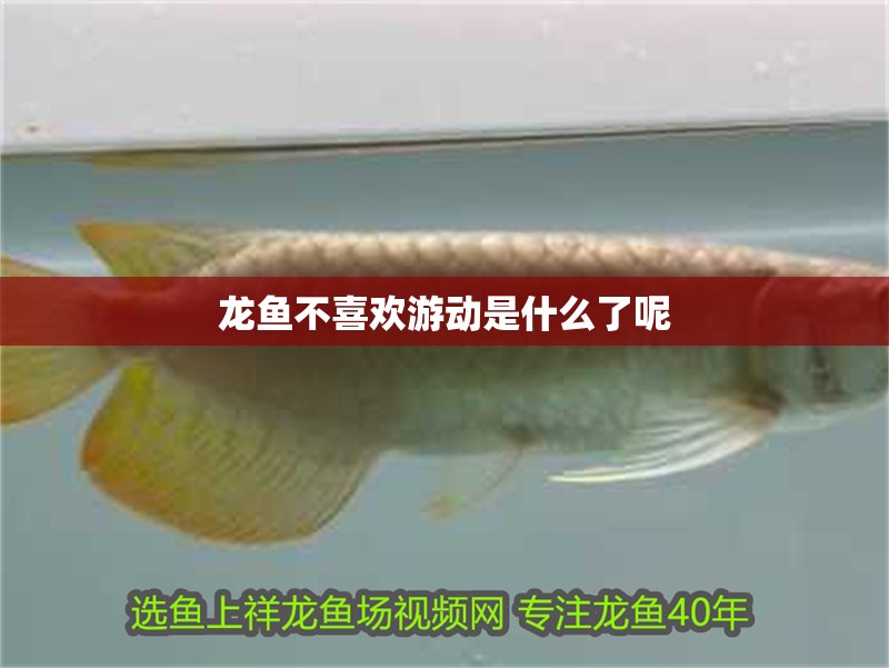 龍魚不喜歡游動是什么了呢 龍魚百科 第2張 龍魚不喜歡游動是什么了呢 龍魚不喜歡游動是什么了呢 龍魚百科 第2張