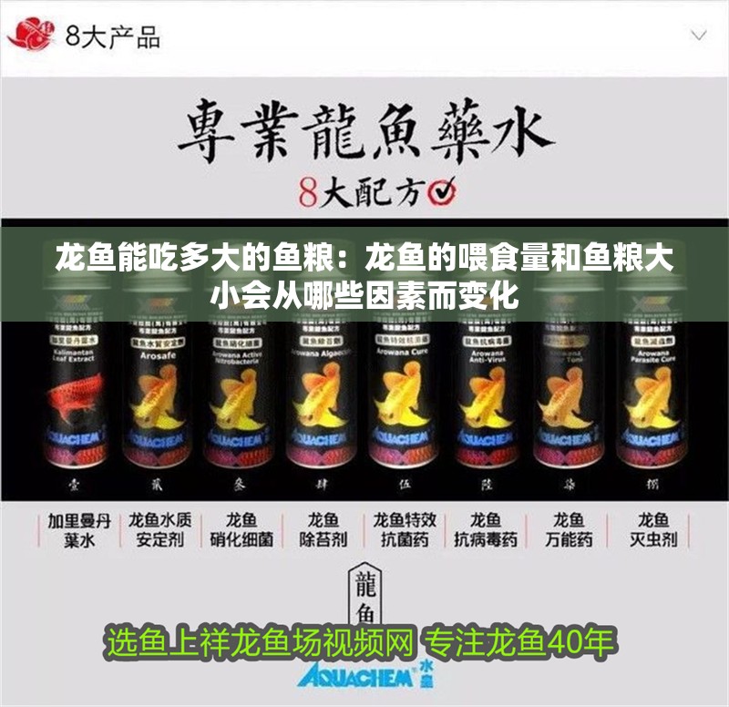 龍魚能吃多大的魚糧：龍魚的喂食量和魚糧大小會從哪些因素而變化