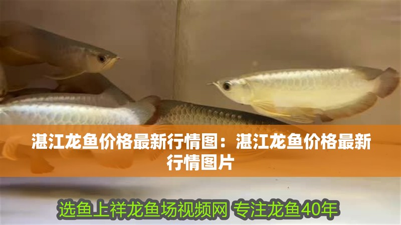 湛江龍魚價格最新行情圖：湛江龍魚價格最新行情圖片
