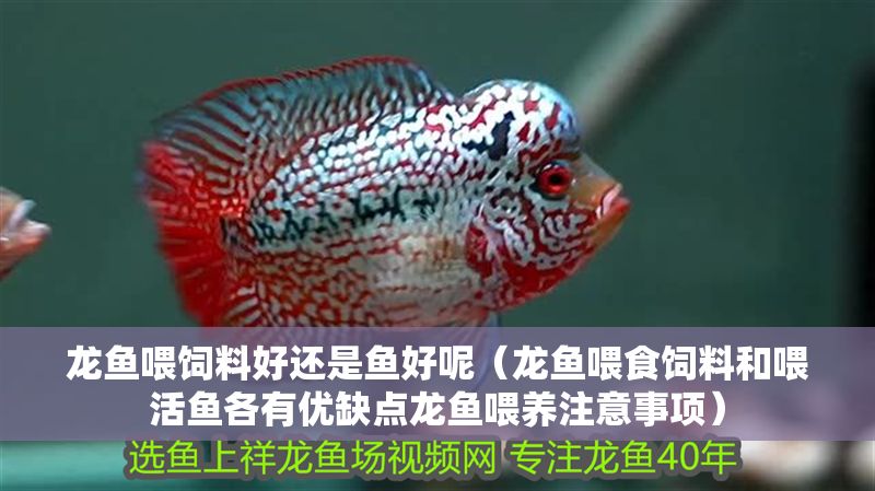 龍魚喂飼料好還是魚好呢（龍魚喂食飼料和喂活魚各有優缺點龍魚喂養注意事項）