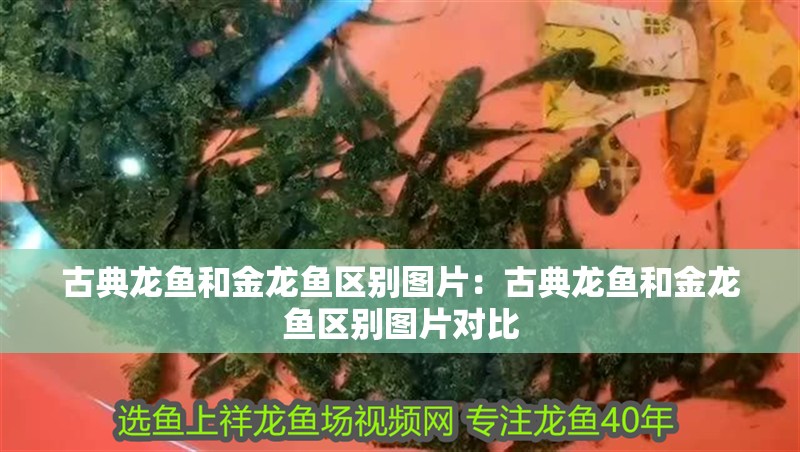 古典龍魚和金龍魚區別圖片：古典龍魚和金龍魚區別圖片對比