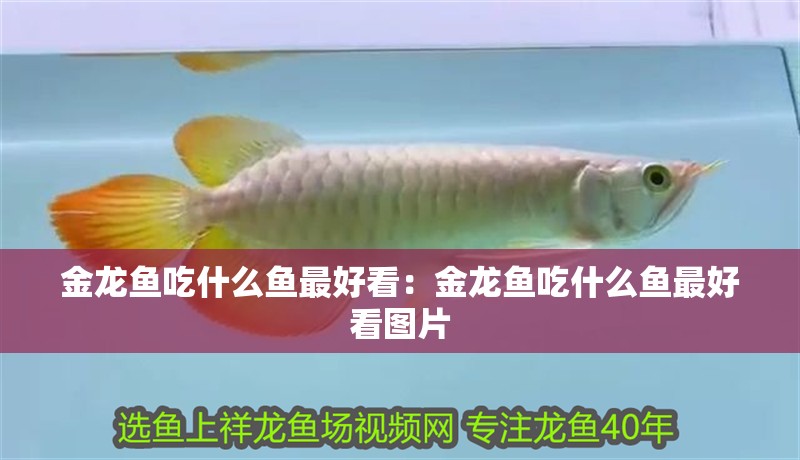 金龍魚吃什么魚最好看：金龍魚吃什么魚最好看圖片
