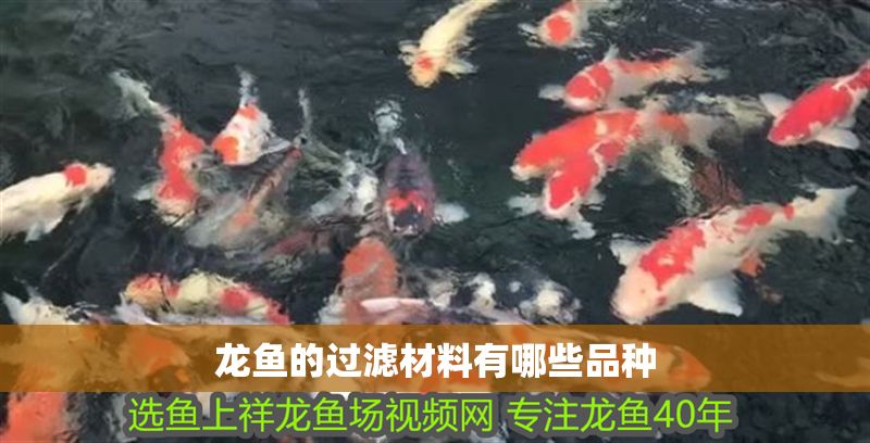 龍魚的過濾材料有哪些品種